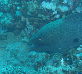 Muräne in der Bucht am Coral Sun Beach