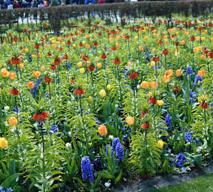 Blumenpracht im Keukenhof