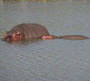 Hippos im Teich