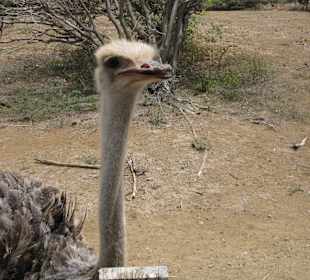 Straußenfarm Curacao