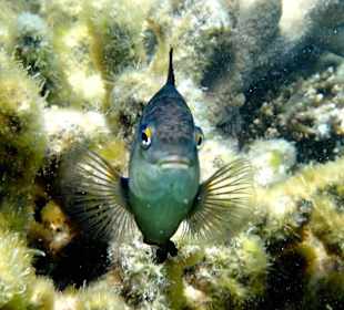 Ну вот, вы опять приперлись! 