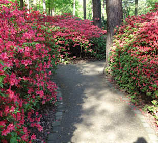 Hauptblüte im Rhododendronpark Bremen