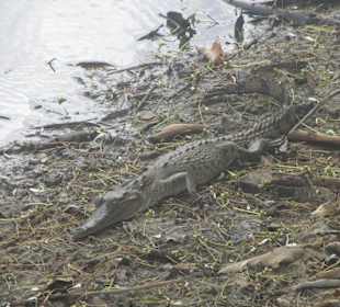 Krokodil, Nationalpark Carara