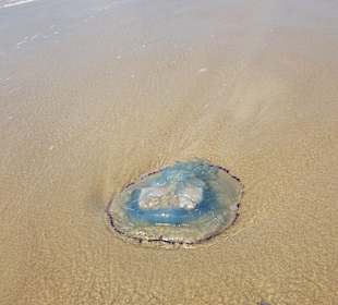 Strand Renesse