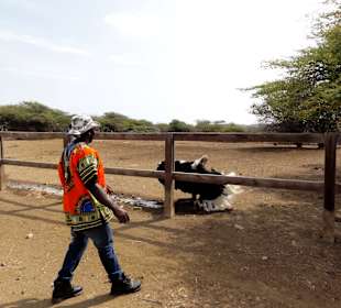 Impressionen von der Straußenfarm