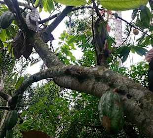 Mangobaum