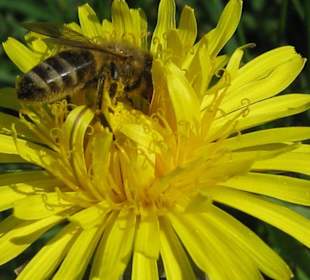 Frühling im Botanischen Garten