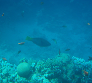 Podwodny świat sharm
