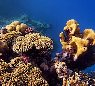 Schöne Korallen