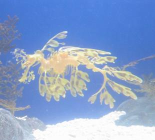 Singapur - Underwaterworld