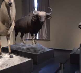 Museum der Naturkunde