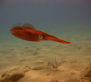 Tauchschule Merlin Sosua