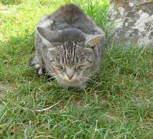 Bewohner des Amphitheaters