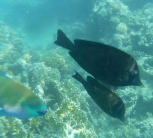 Unter Wasser am Riff