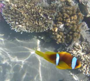 Schnorcheln Makadi Bay