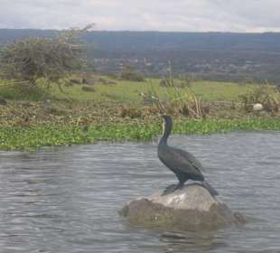 Kormoran