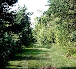 Impressionen vom Moorerlebnispfad