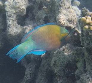 Schnorcheln Marsa Alam