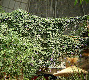 Tropengarten