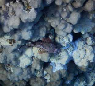 Fische