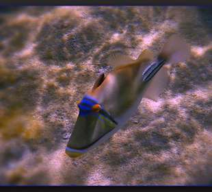 Picasso-Drückerfisch