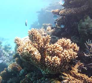 Einmalie Erlebnisse mit Mo´s Delfinen