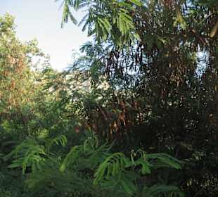 The view of the way to the beach