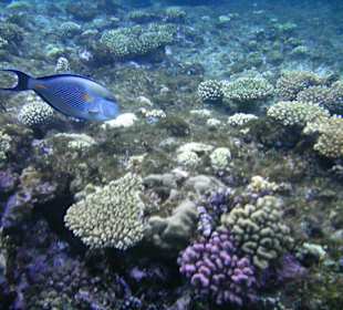 Am Korallenriff