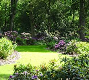 Hauptblüte im Rhododendronpark Bremen