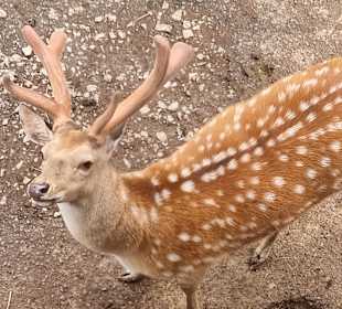Wild- & Erlebnispark Daun