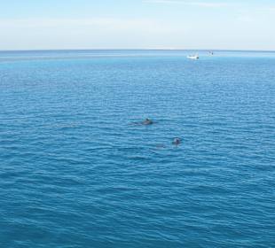 Delphintour Dezember 2010