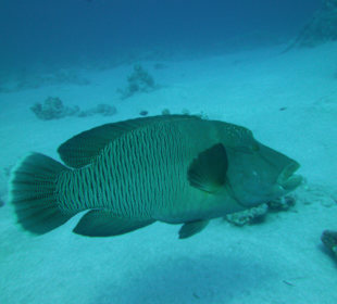 Napoleon am Hausriff