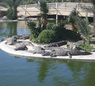 Krokodilinsel in der Farm