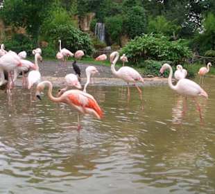 Flamingos