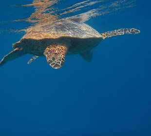 Direkt beim Hausriff