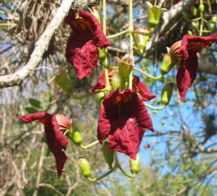 Blüten des Leberwurstbaums