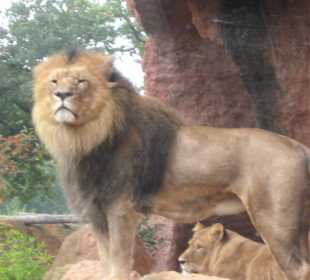 Nochmal der König der Tiere