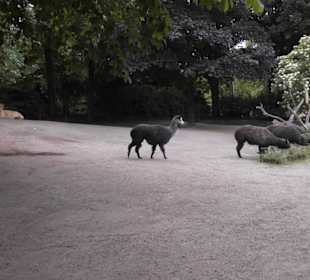 Tierpark Hagenbeck