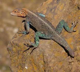 Tylko mnie nie płosz!