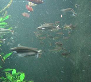 Fische