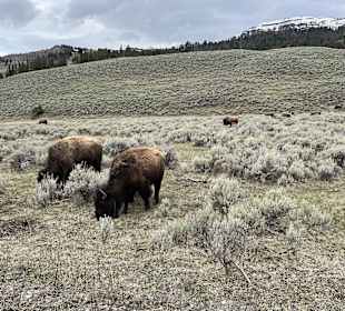 Yellowstone Nationalpark