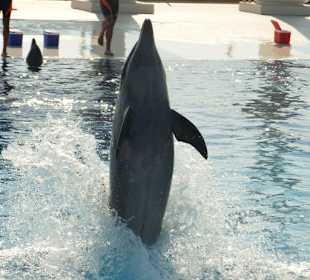 Ausflug zur Delfinshow "Sealanya"
