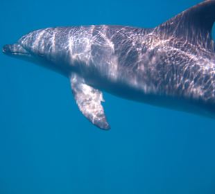 So nah kann man sie sehen