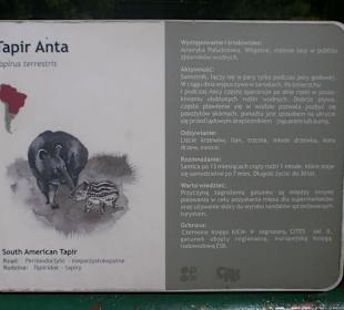 Tapir