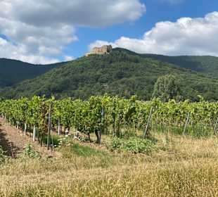 Weinberge