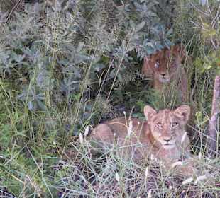 Junge Löwen bei der morgendlichen Safari