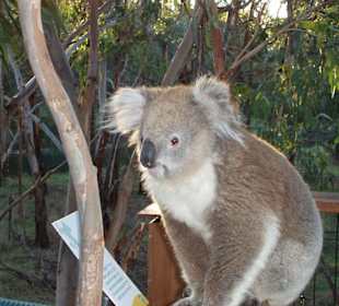 Koalabär