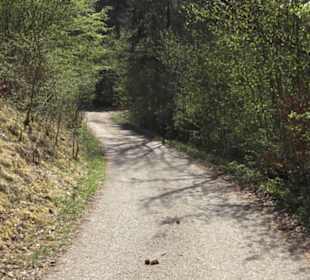 Waldlehrpfad an der Lauter