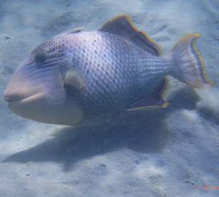 Schnorcheln Marsa Alam