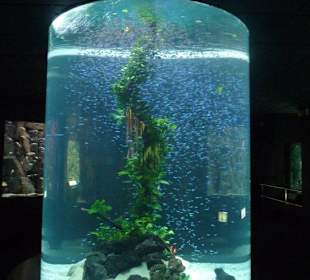Aquarium